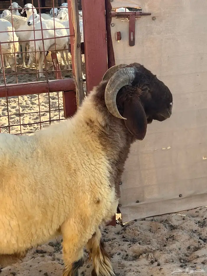مشروع فحل نعيمي السن جذع تم البيع 0