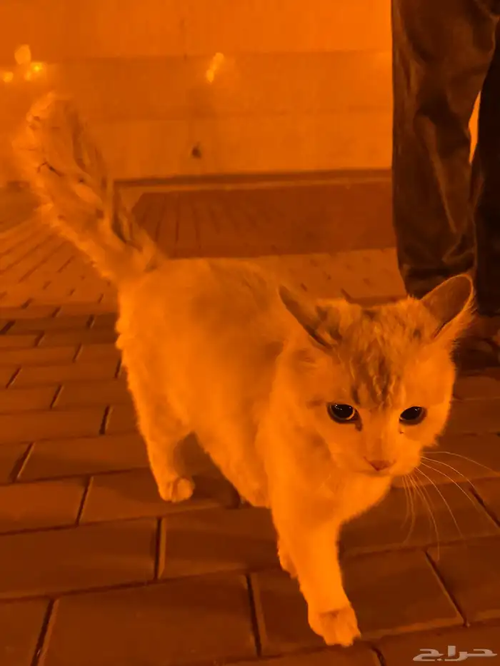 قطوه بيت 0