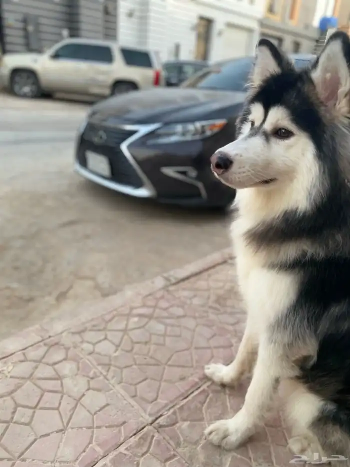 للبيع كلب هاسكي بيور اصيل 4