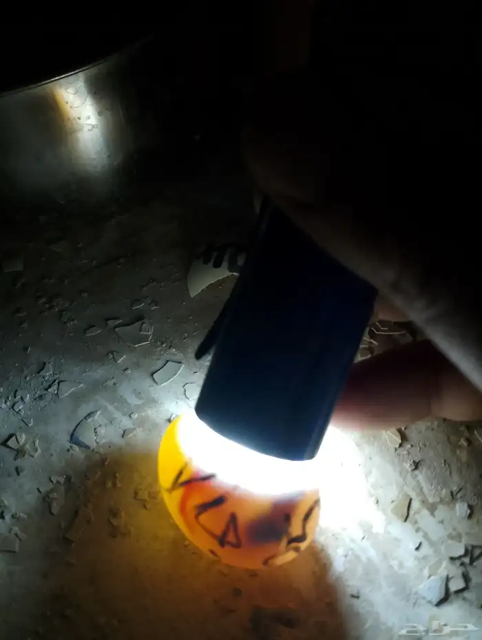 زوج كوكاتو قالا منتج (مميز ) 2
