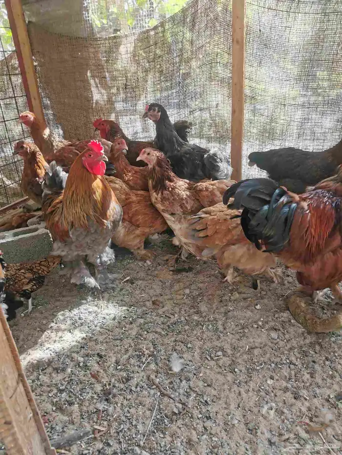 صيصان براهما للبيع في الأحساء 11
