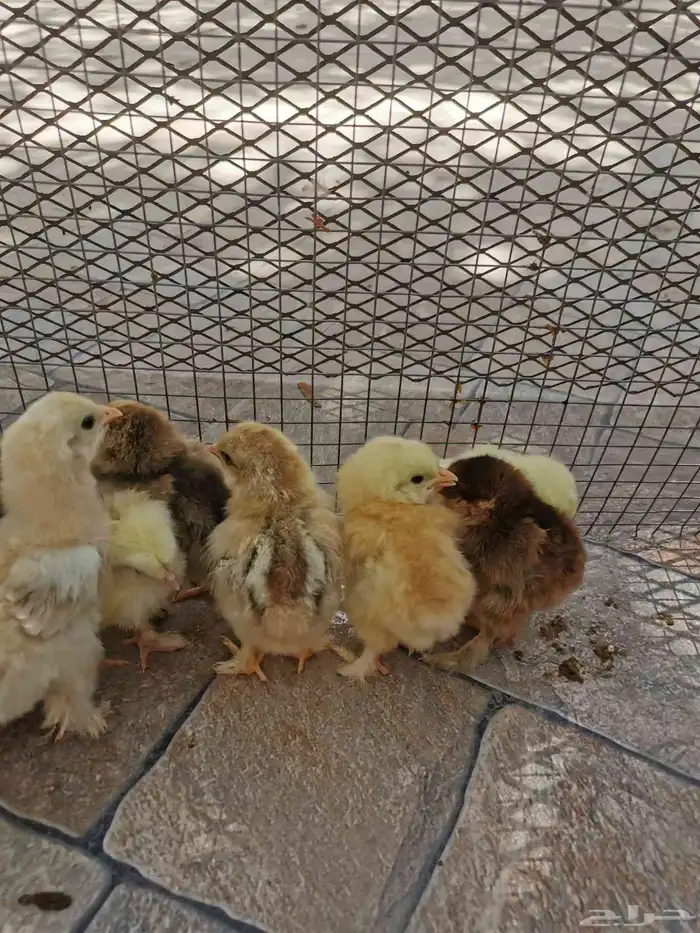 صيصان براهما للبيع في الأحساء 7