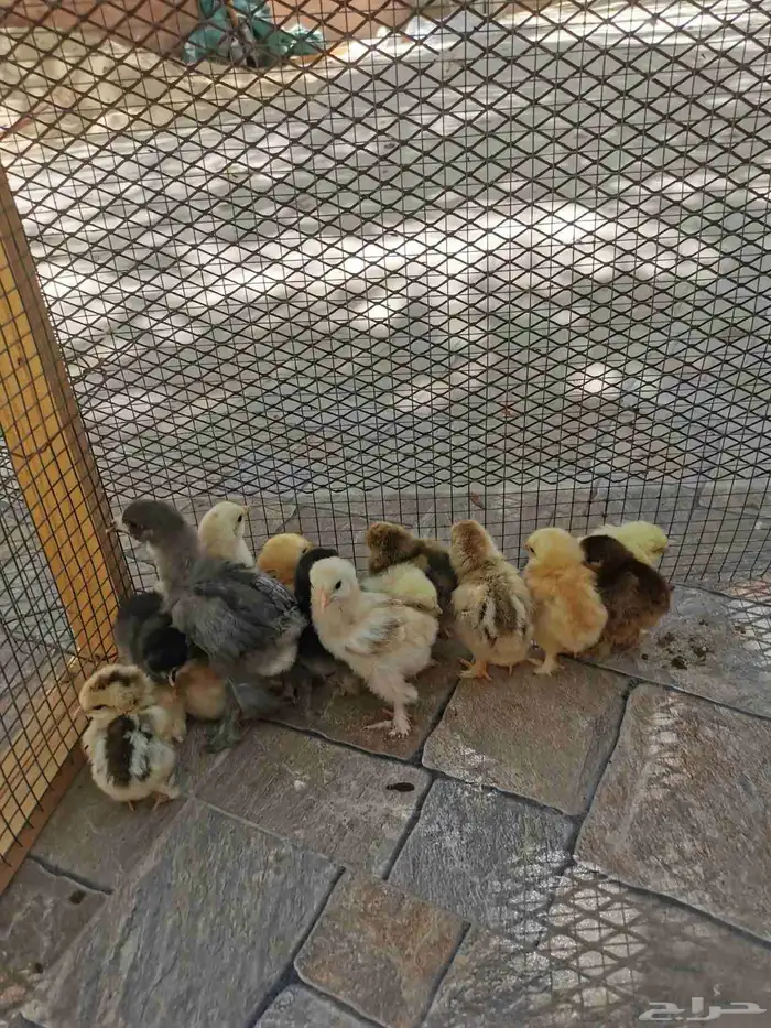 صيصان براهما للبيع في الأحساء 8