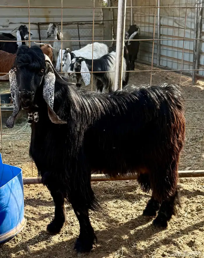 تيس عارضي صنف عمر سنة 2