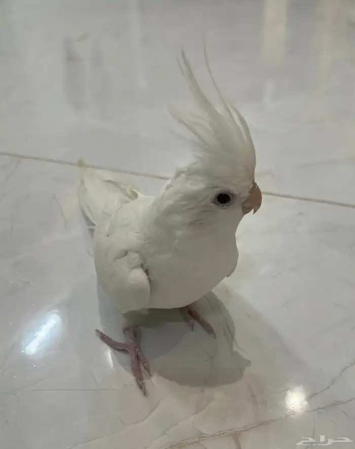 طائر كروان ابيض هولندي للبيع 2