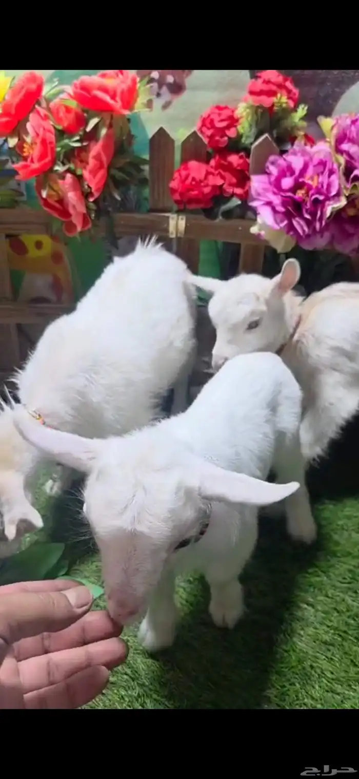 ماعز قزم ذكر ابيض وثلاث اناثي عمر شهر 0