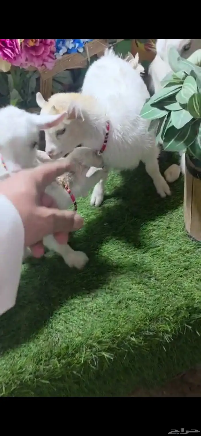 ماعز قزم ذكر ابيض وثلاث اناثي عمر شهر 3