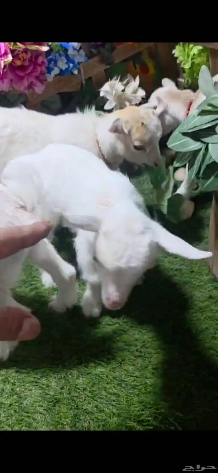 ماعز قزم ذكر ابيض وثلاث اناثي عمر شهر 1