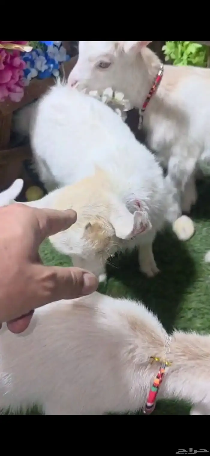 ماعز قزم ذكر ابيض وثلاث اناثي عمر شهر 2