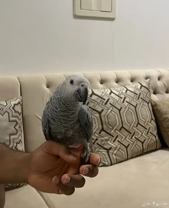 كاسكو فرخ للبيع 3