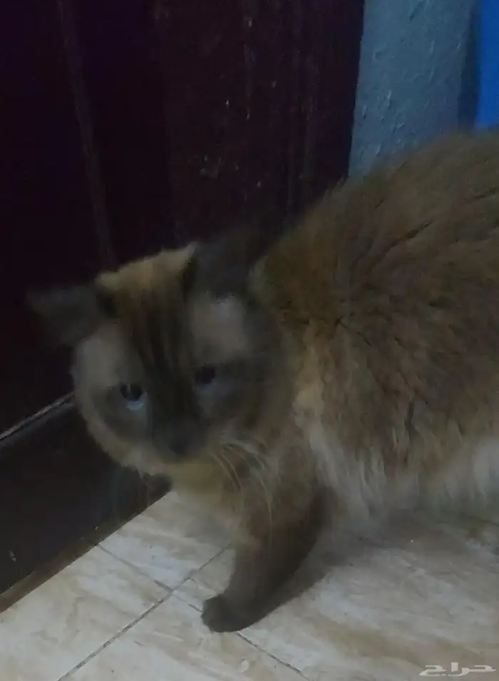 قطط هملايا للتبني 3