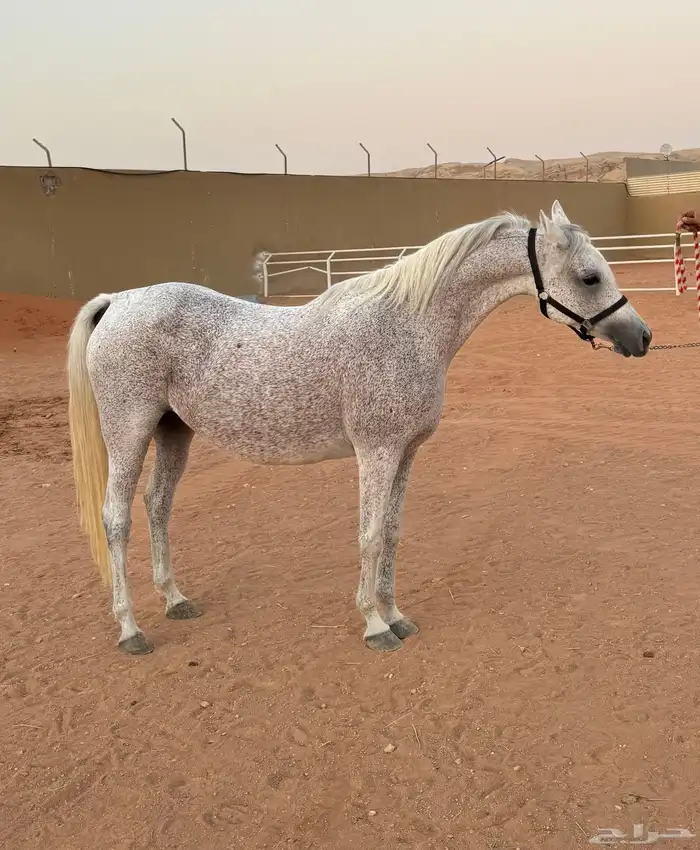 فرس واهو 0