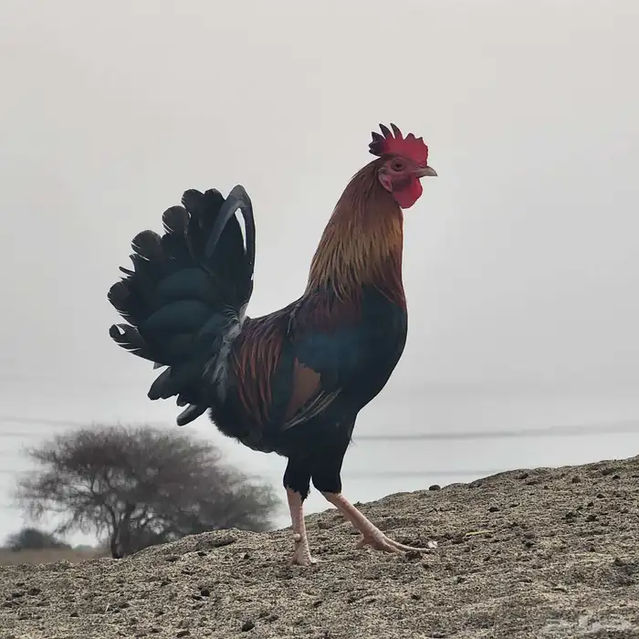 ديك عربي أصيل مع دجاجتين بلدي 0