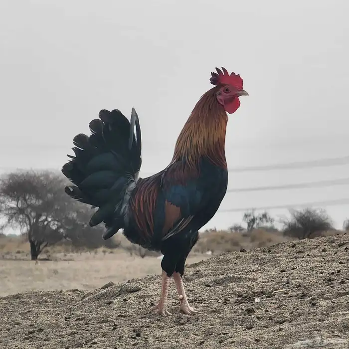 ديك عربي أصيل مع دجاجتين بلدي 2
