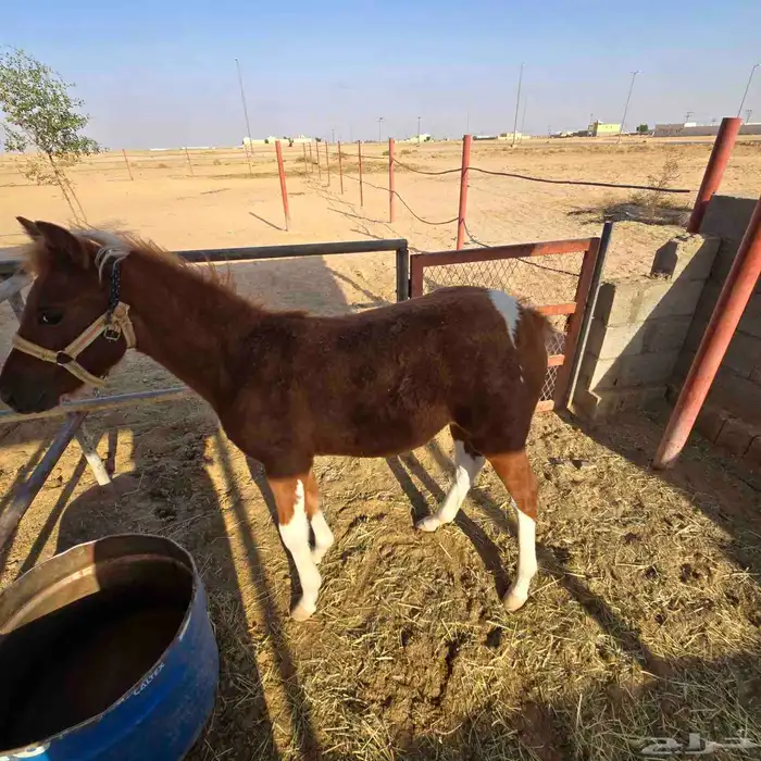 للبيع فرس بوني معها فلوه الصحه شرط 6