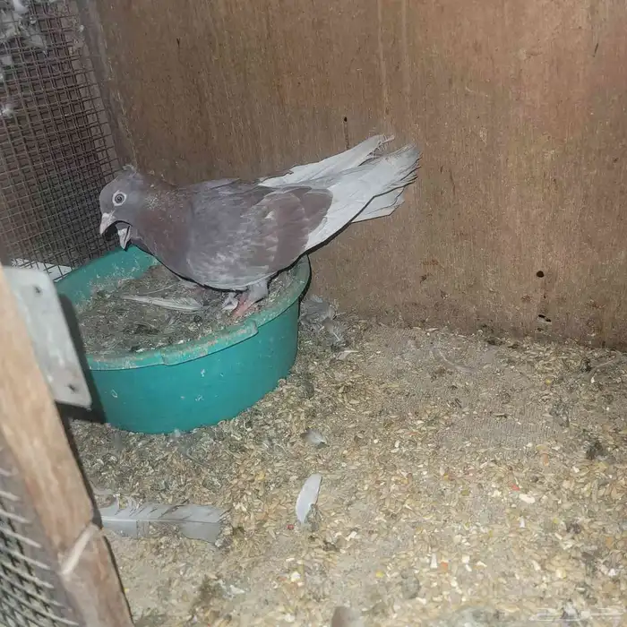 جوز صنعاوي احمر 2