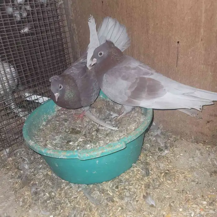 جوز صنعاوي احمر 3