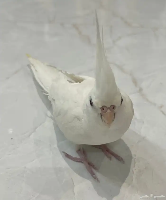 طائر كروان ابيض هولندي للبيع 1