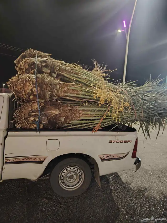 النخيل للبيع 0