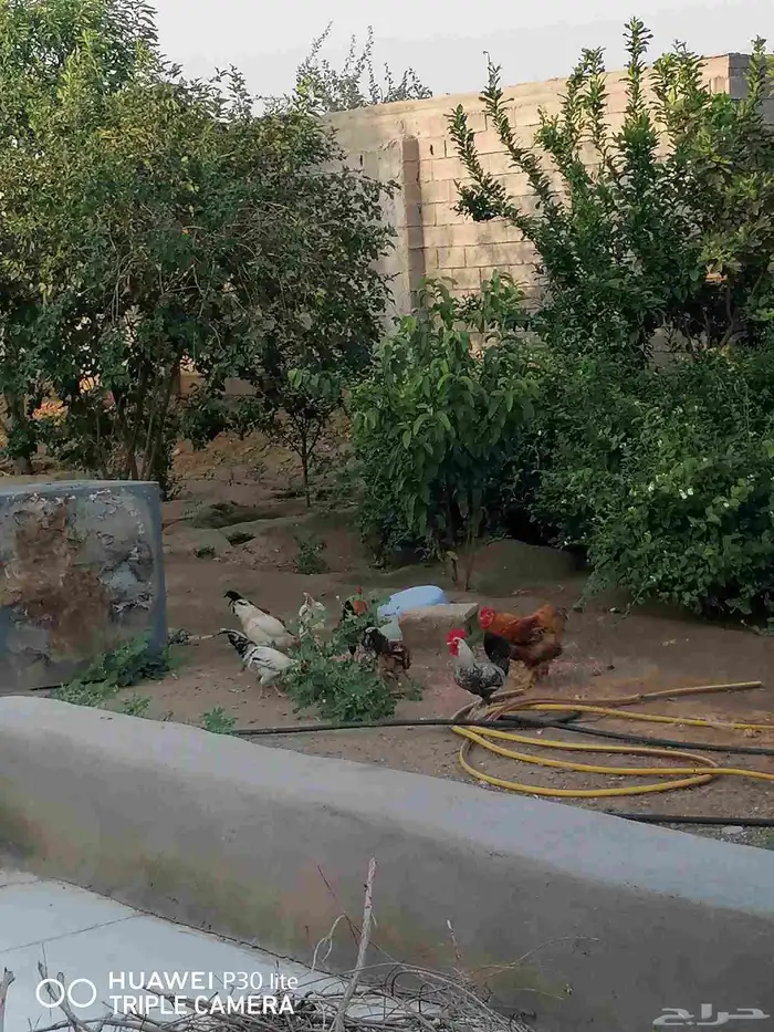 الدجاج للبيع 4