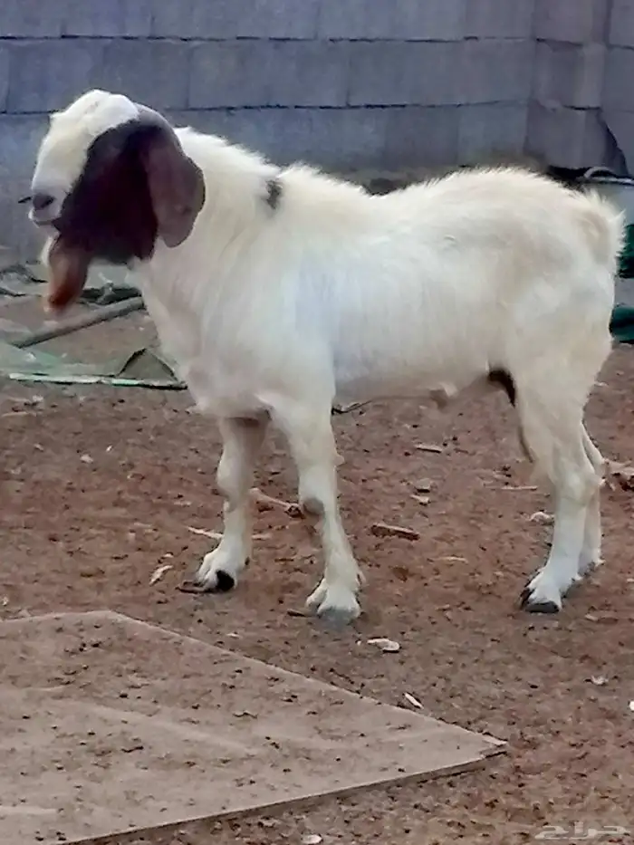 أنثي بورقت معاها ولدها تيس بورقت 2