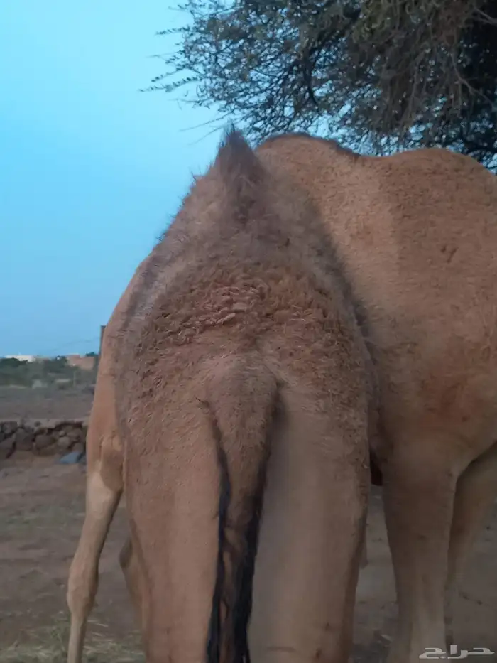 حاشي جبر ناهيي 0