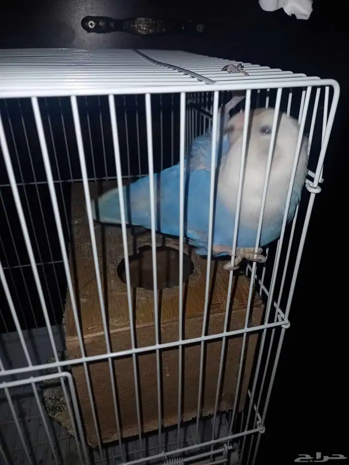 روزذكراليف 1