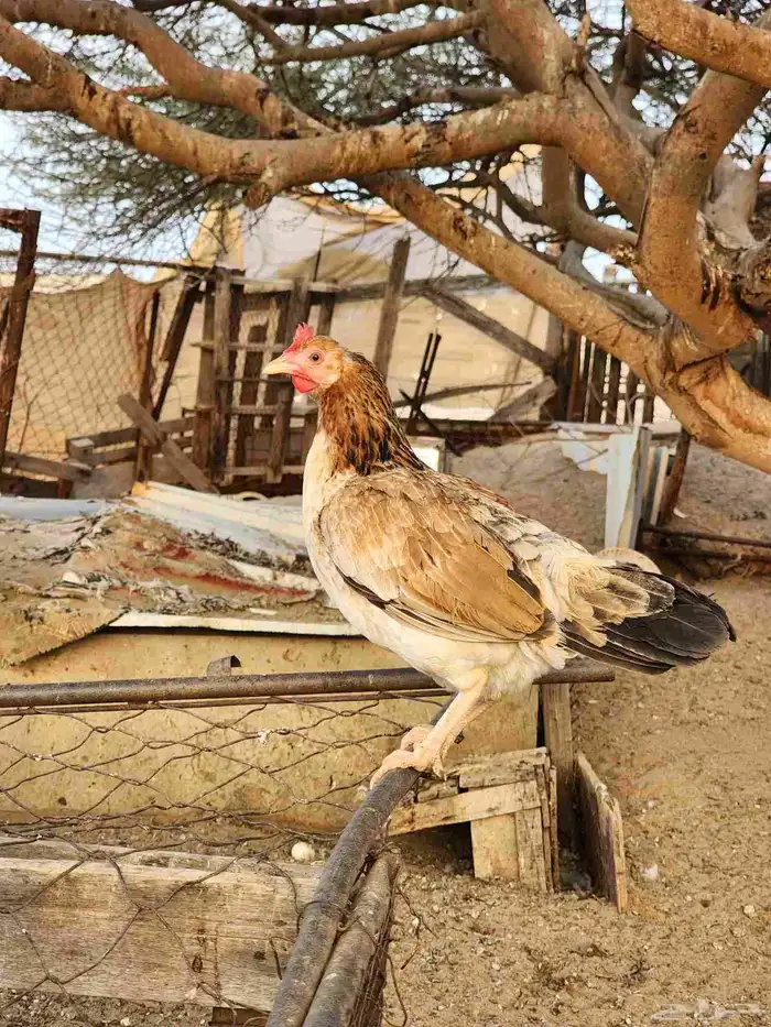 ديك عربي أصيل مع دجاجتين بلدي 5
