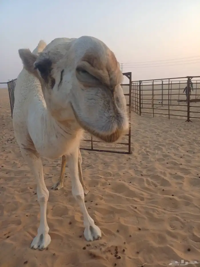 جذعه وضحا ضروبه 3