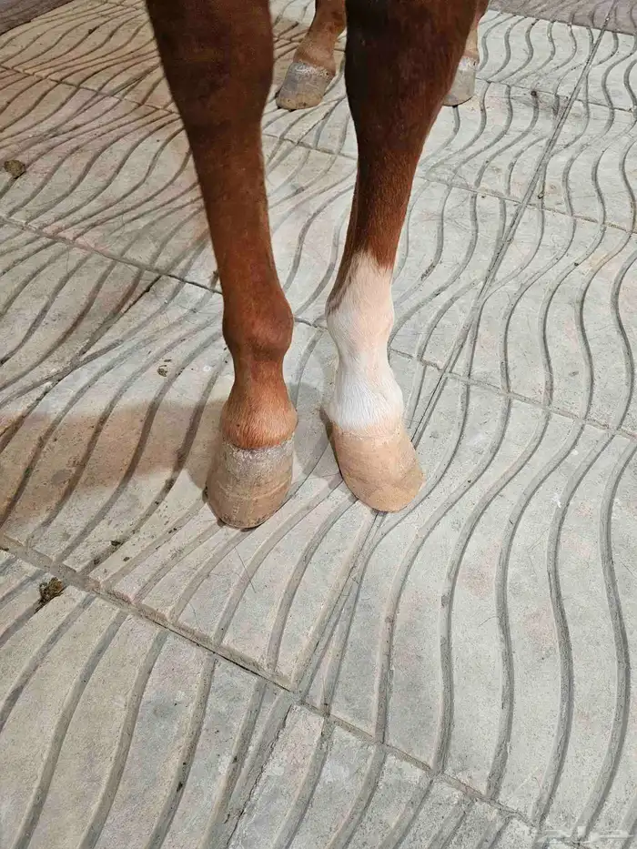 فرس بونيه 2