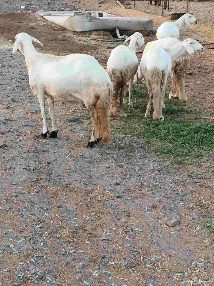 5 ضان سواكن 1