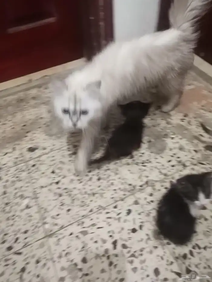 قط شيراز للتبني 0