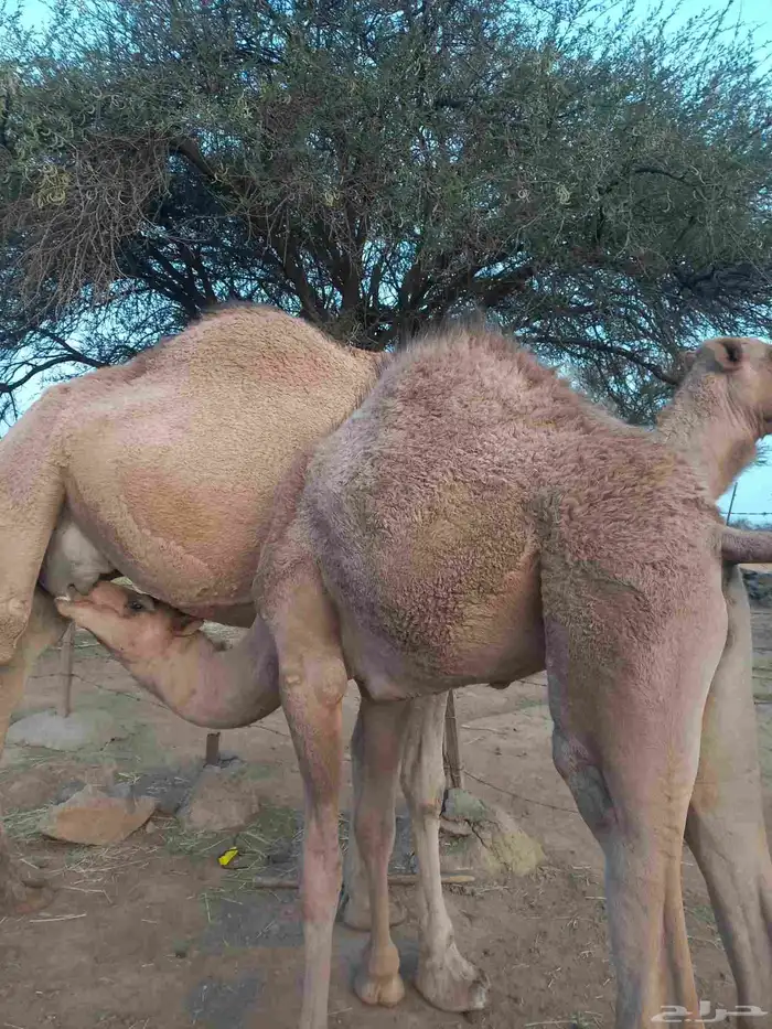 حاشي جبر ناهيي 2