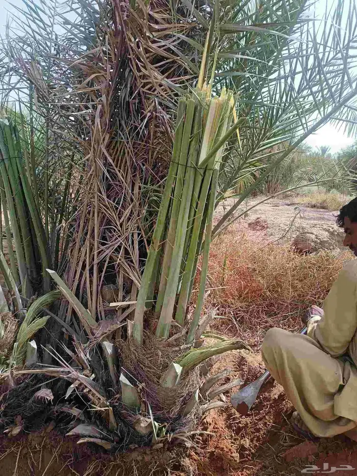 نخل للبيع مثمر القصيم رياض الخبراء بريده عنيزه الرس نخيل 3