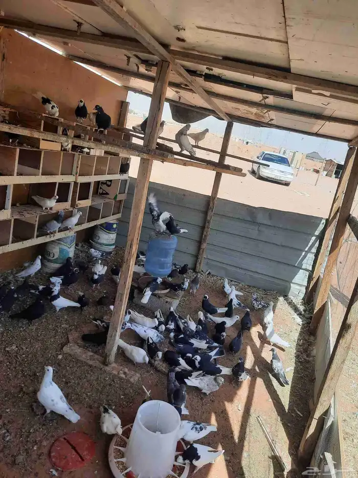 عدد 11دجاج بياض 35 جوز حمام قنادي وقطايف 0