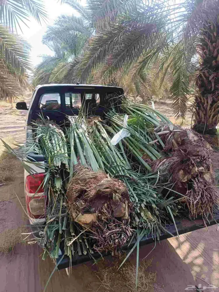 نخل للبيع مثمر القصيم رياض الخبراء بريده عنيزه الرس نخيل 8