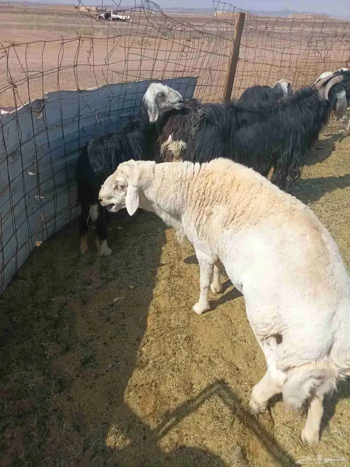 للبيع غنم مراح حريات ونجد العدد 10وعنز وتيسين 3