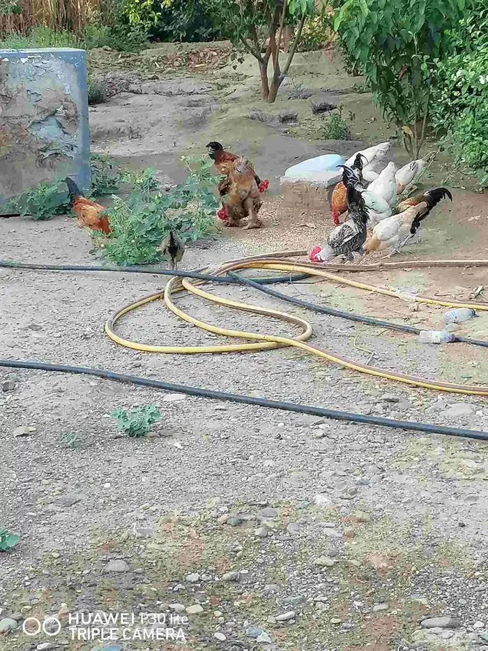 الدجاج للبيع 2