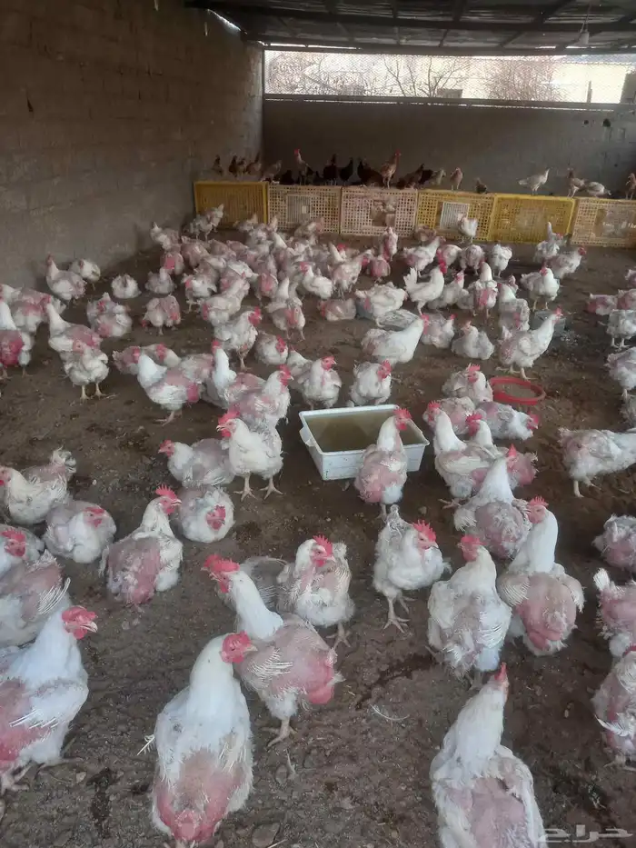 دجاج امهات الوزن 4 كيلو فوق 0