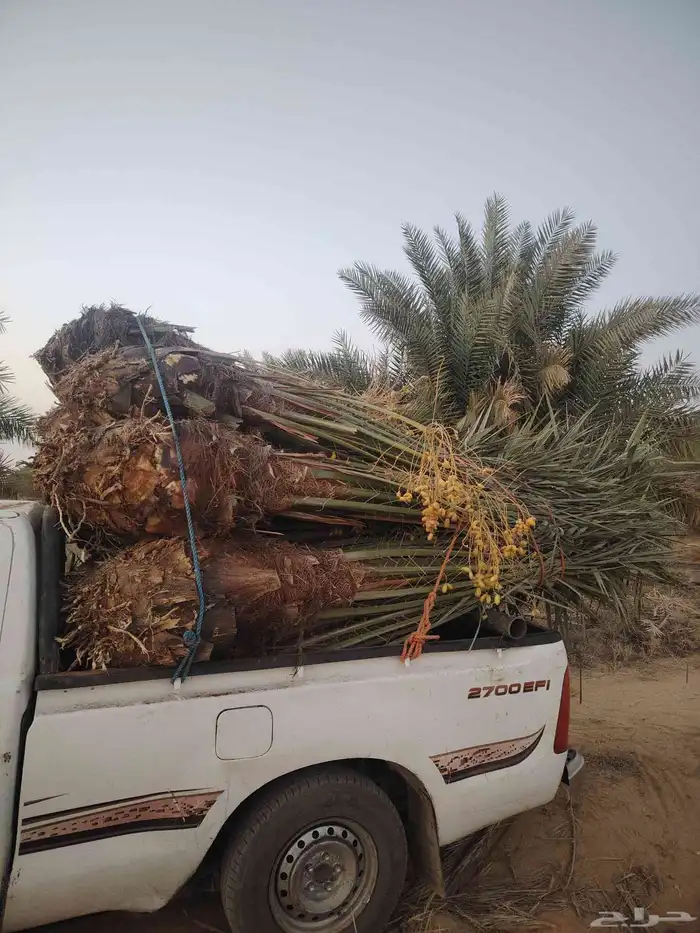النخيل للبيع 2