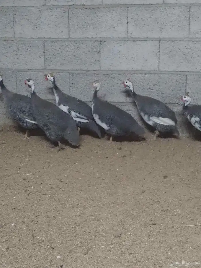 حجل اصيل للبيع 1