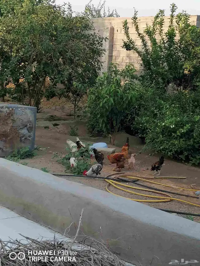 الدجاج للبيع 6