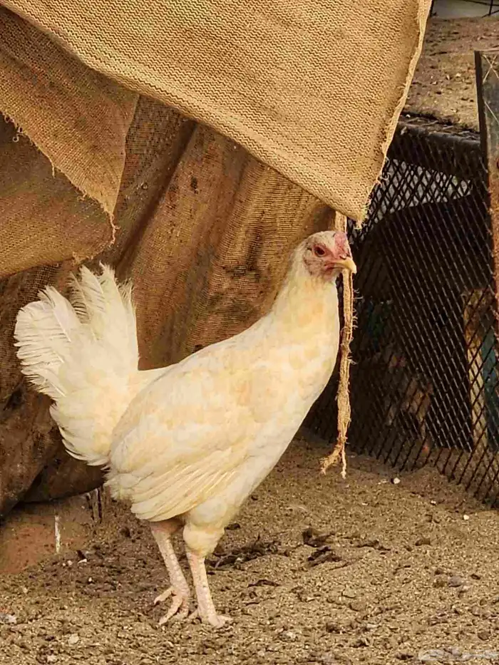 ديك عربي أصيل مع دجاجتين بلدي 8