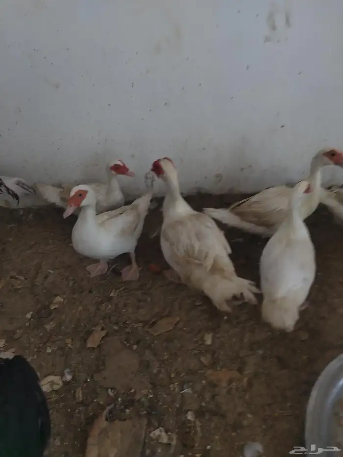 بط مصري منتج 0