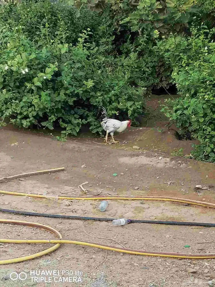 الدجاج للبيع 8