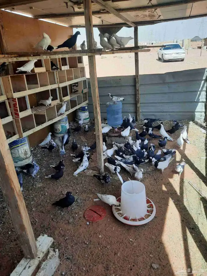 عدد 11دجاج بياض 35 جوز حمام قنادي وقطايف 1