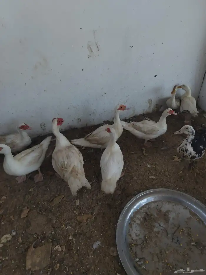 بط مصري منتج 3