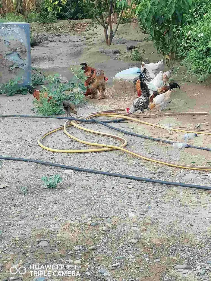 الدجاج للبيع 3