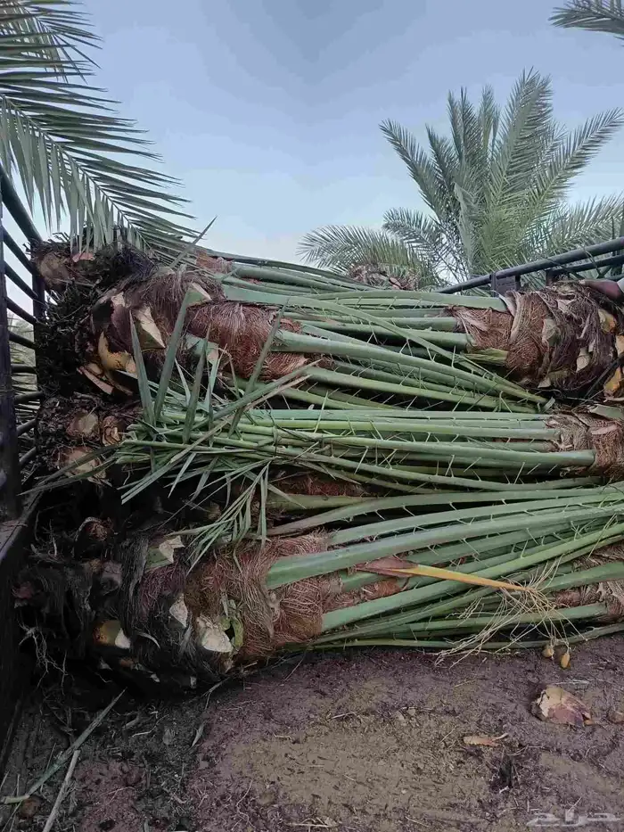 نخل للبيع مثمر القصيم رياض الخبراء بريده عنيزه الرس نخيل 6