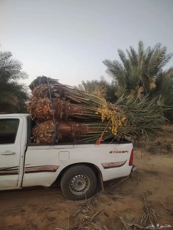 النخيل للبيع 1